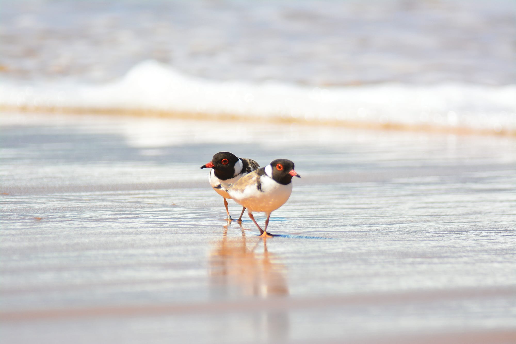 Summer by the Sea back for the school holidays