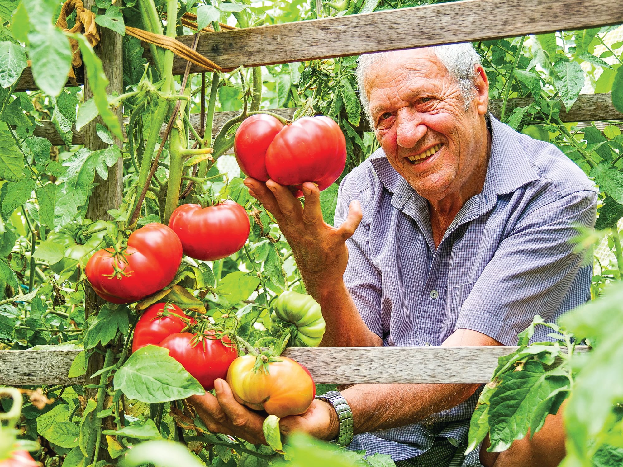 That’s one hearty tomato!
