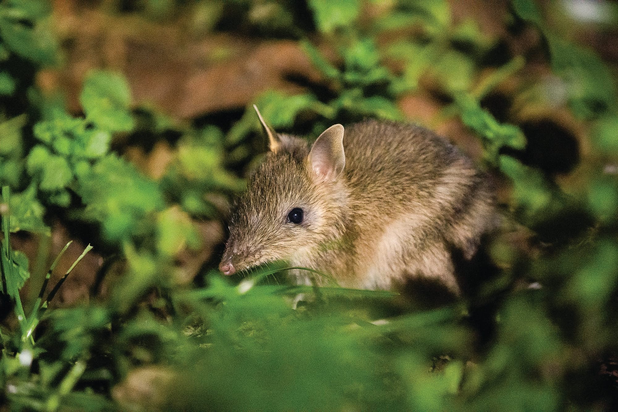 Eastern Barred Bandicoot celebrates wild anniversary