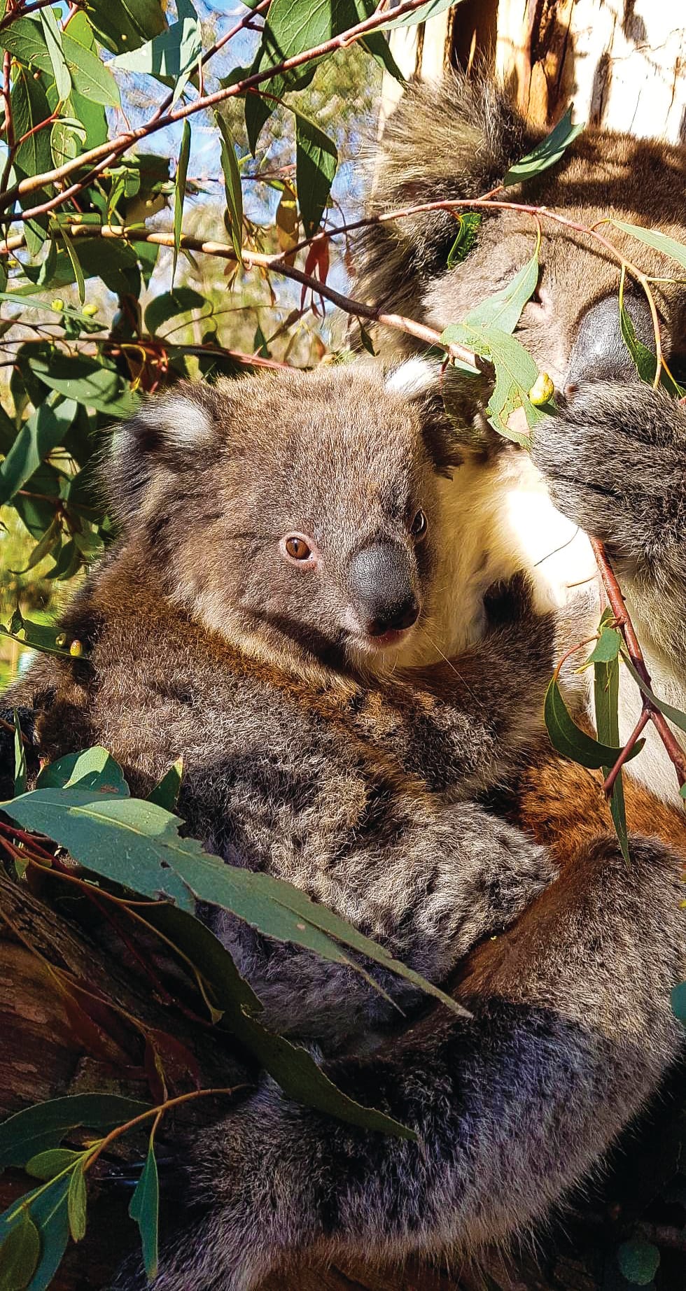 Phillip Island koalas’ future bleak