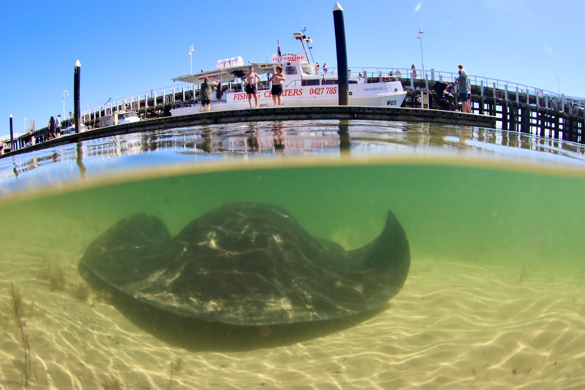 A Marine Mili series: The largest stingray in the world