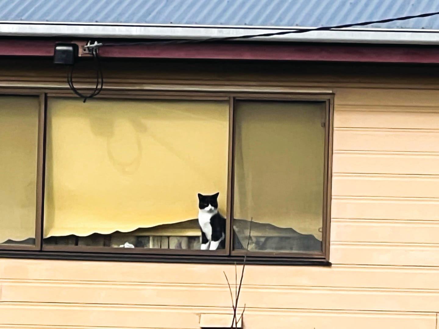 The paw-fect tenant?