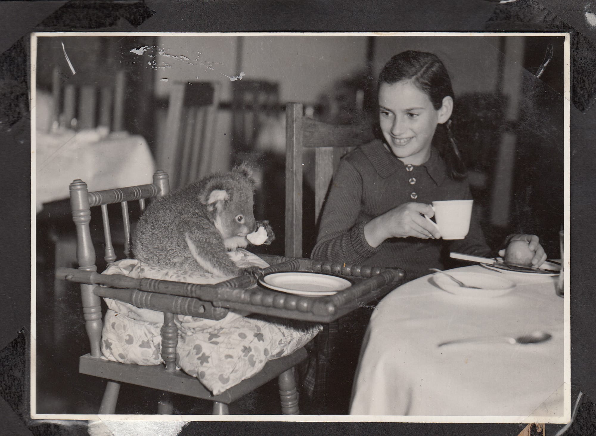 Edward: Australia’s most famous koala