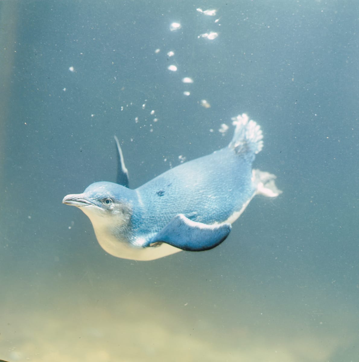 Little penguins face big risks