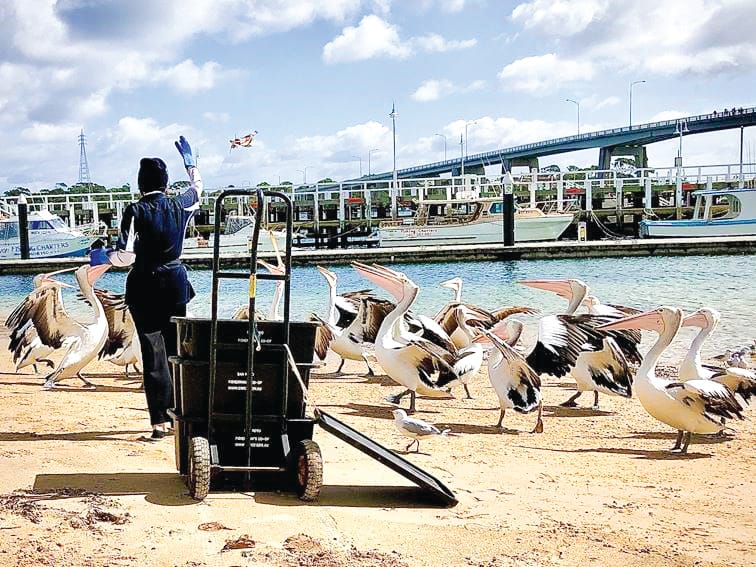 Fresh fish and hungry pelicans