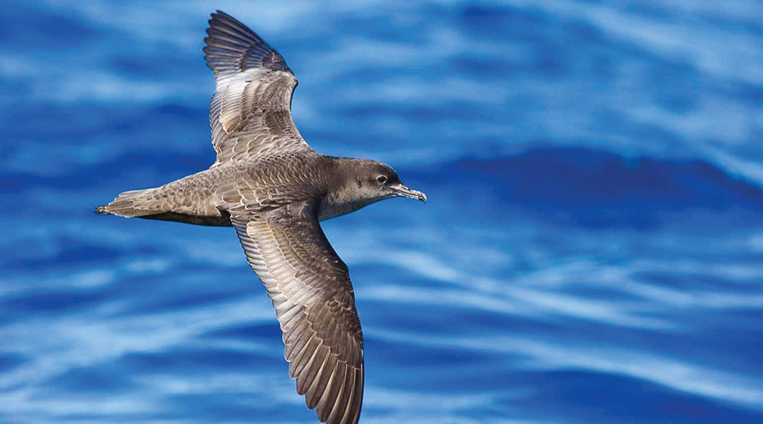 No signs of avian flu yet: PINP CEO