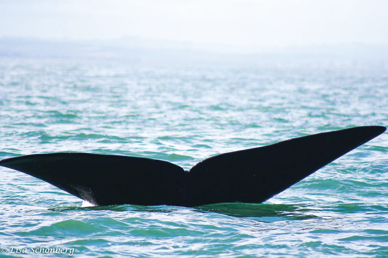 “Shonky maths” used to calculate whale collisions