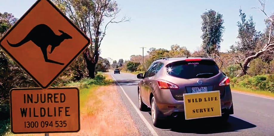 Rhyll Road: 600 road kills in 22 months