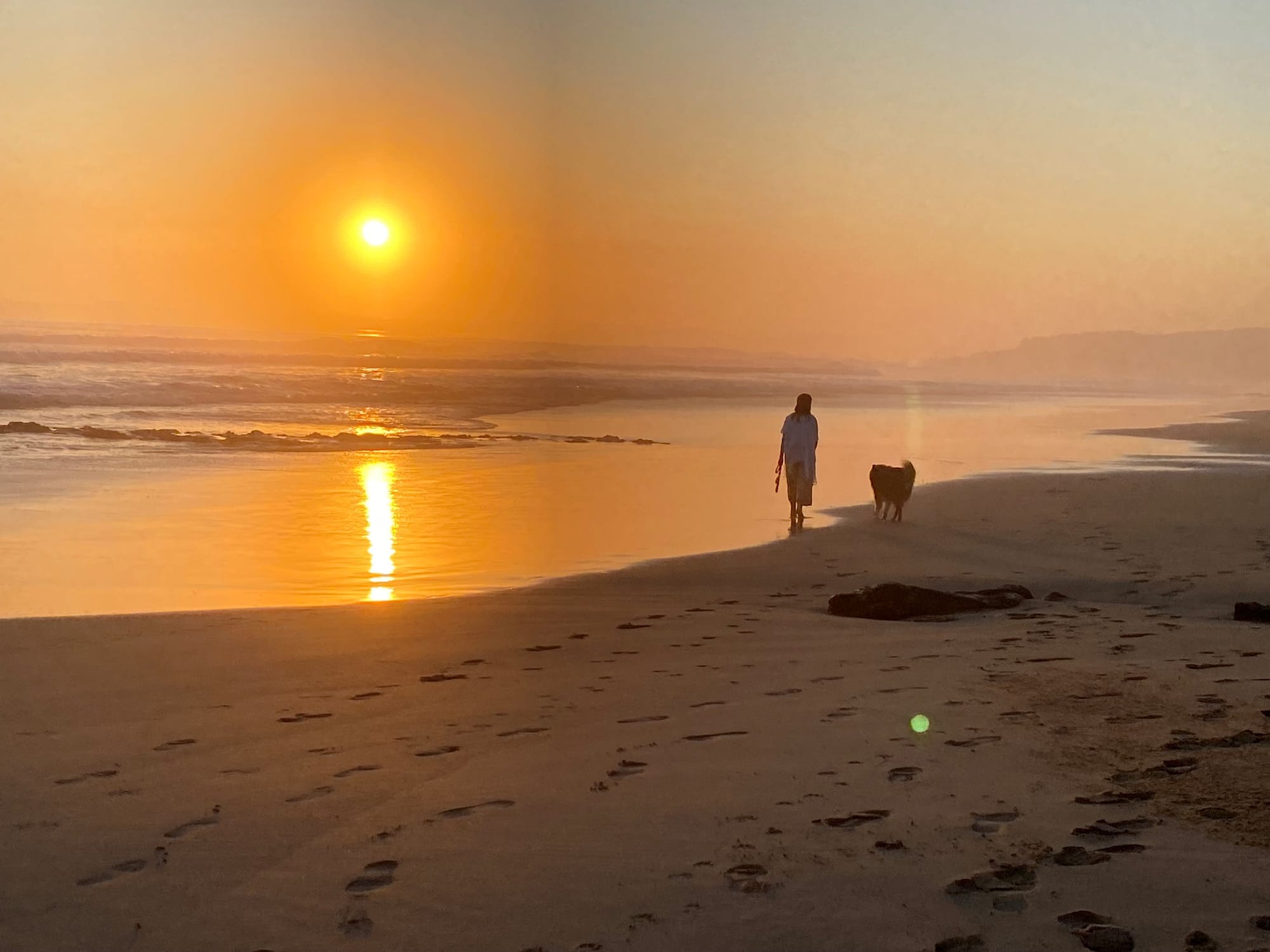 Dog owners off-leash concerns