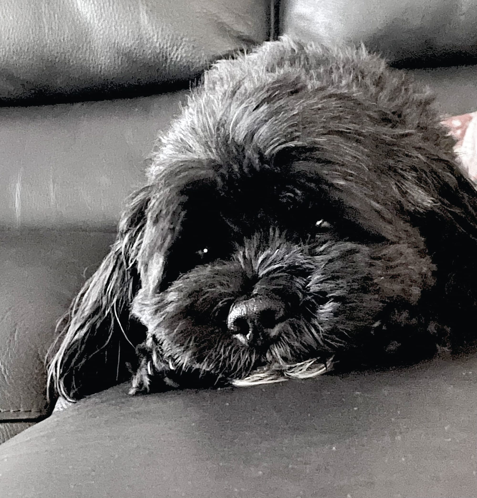 The Advertiser's annual pet feature