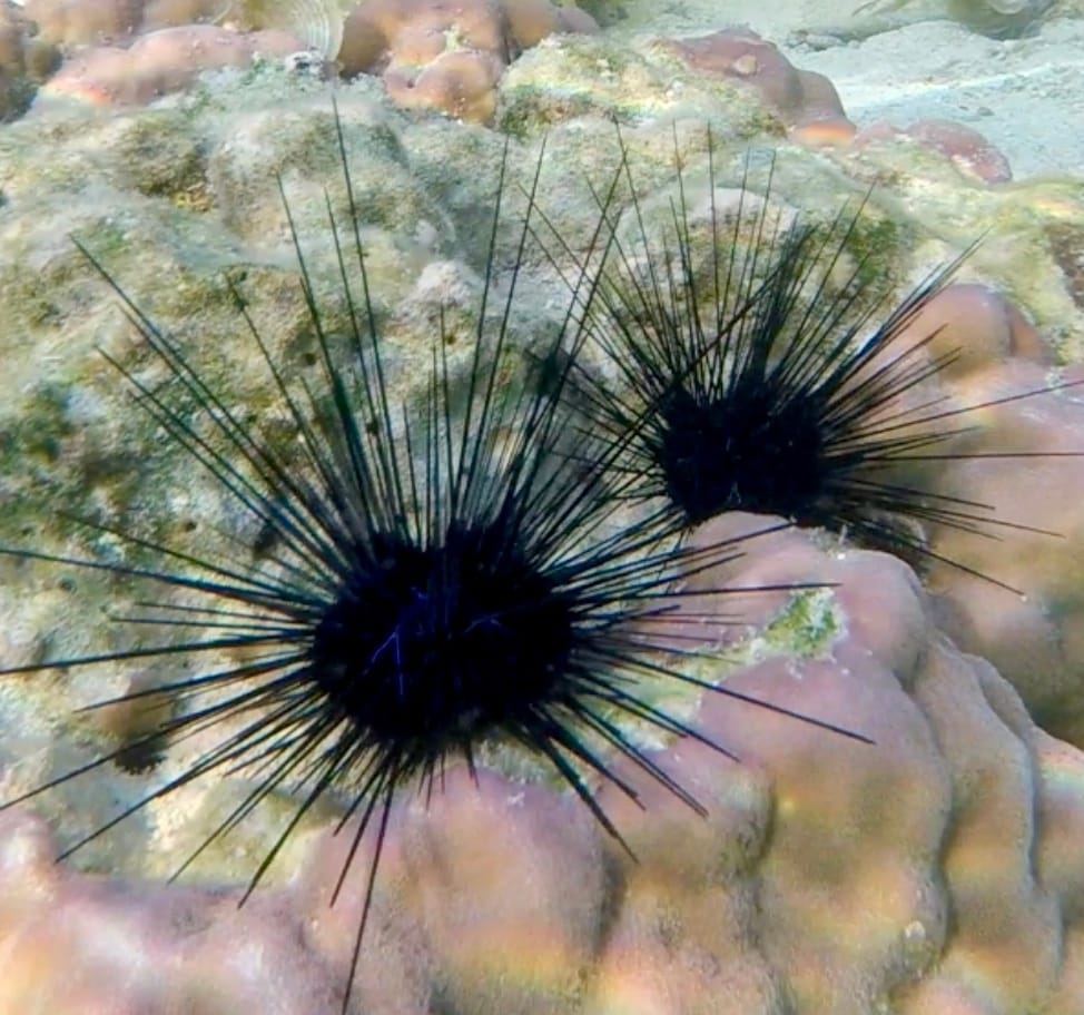 A Marine Mili series: The spiny guardian of the seafloor