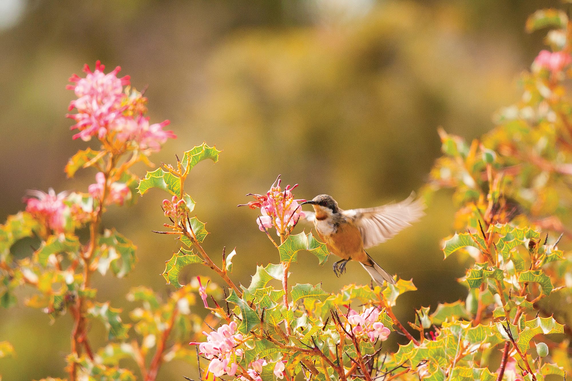 Open Gardens in Bass Coast