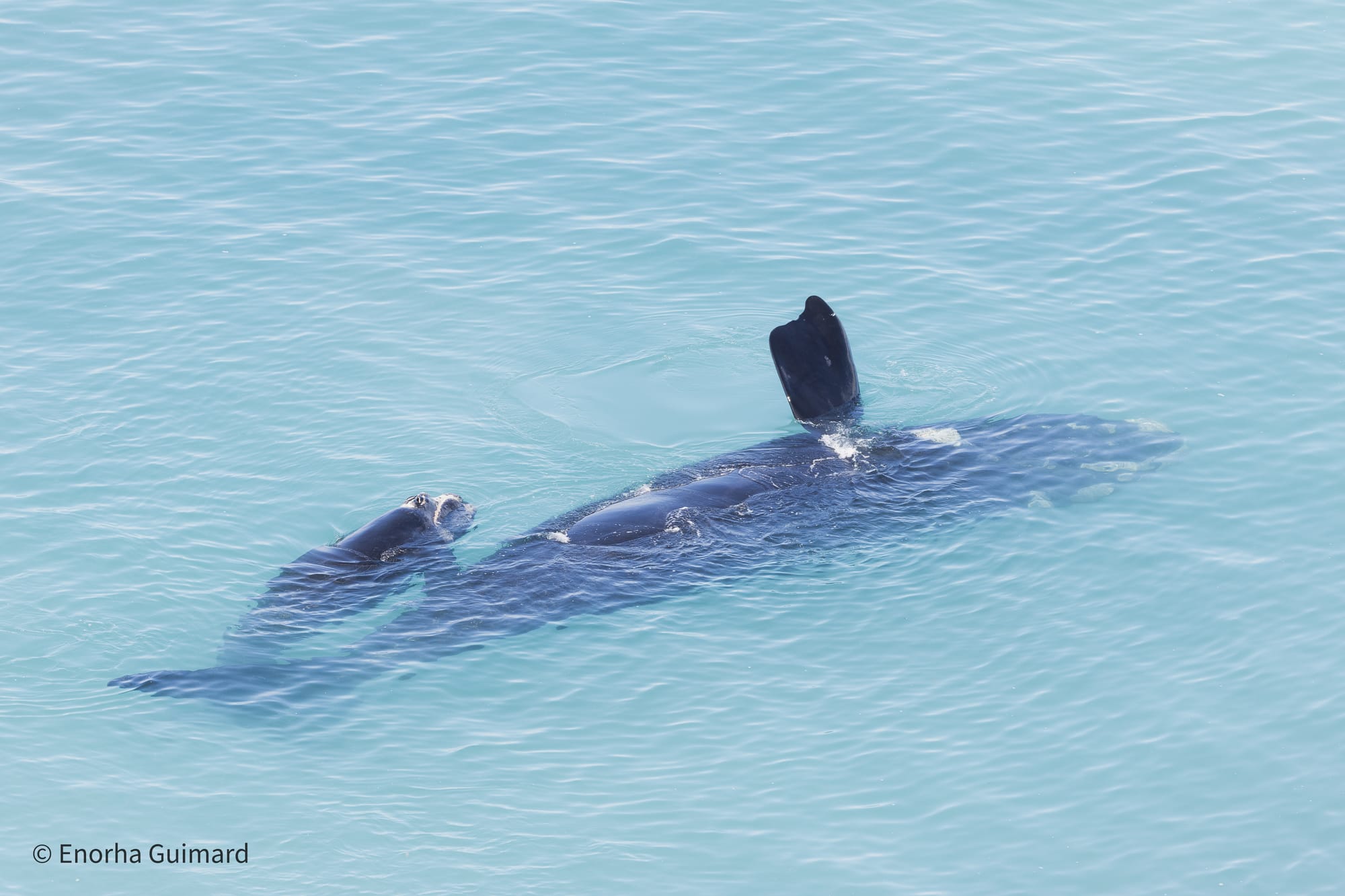 A Marine Mili series: What’s on that whale’s face?