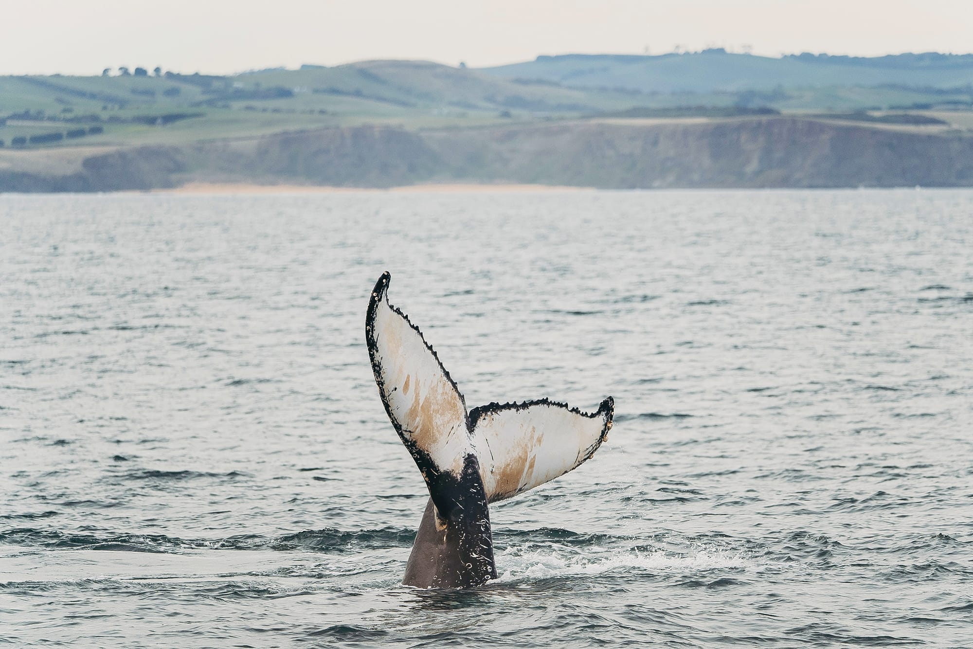 Have a whale of a time on Phillip Island