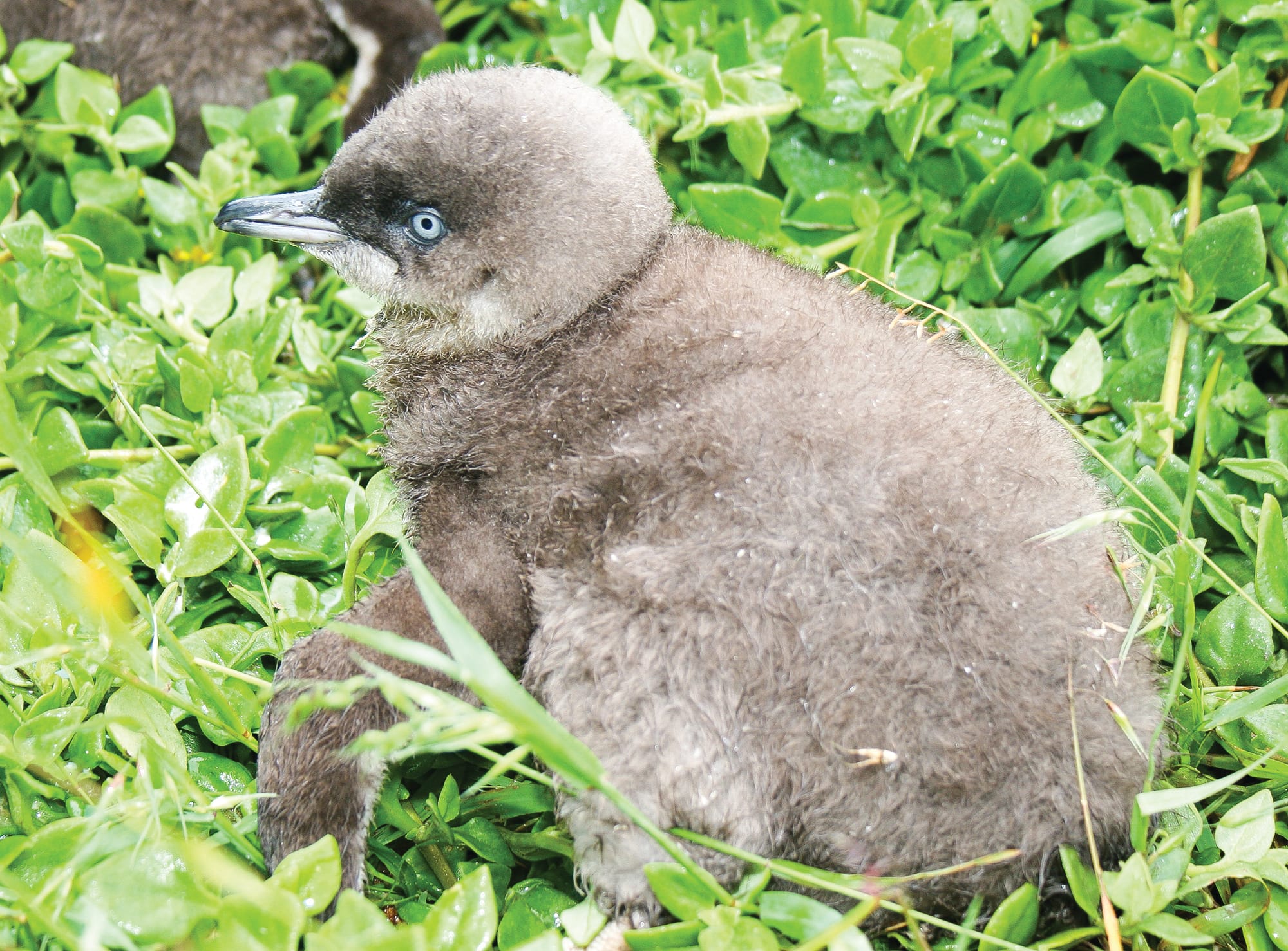 Our resilient little penguins