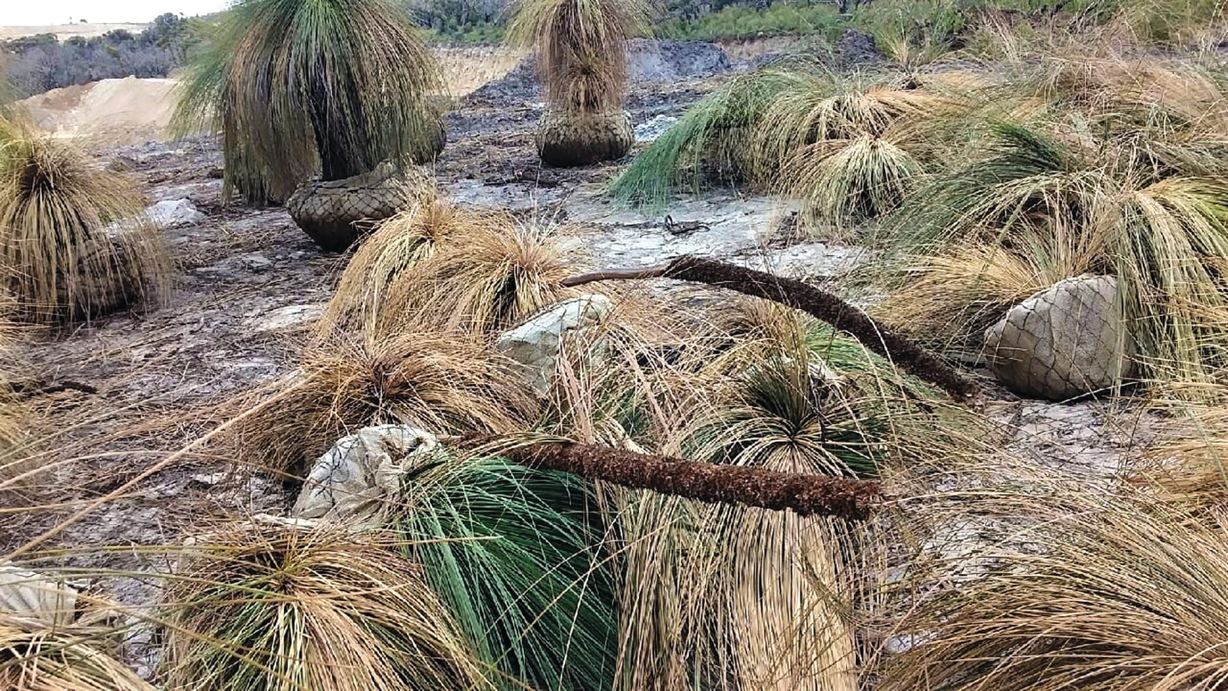 Quarry operator removed ancient trees legally: investigation