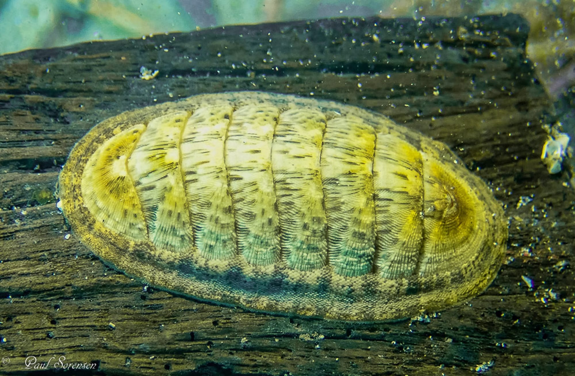 A Marine Mili series: Ancient armour of the sea