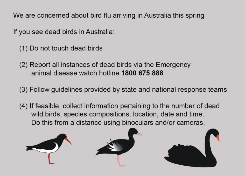 Bird flu concerns for Western Port