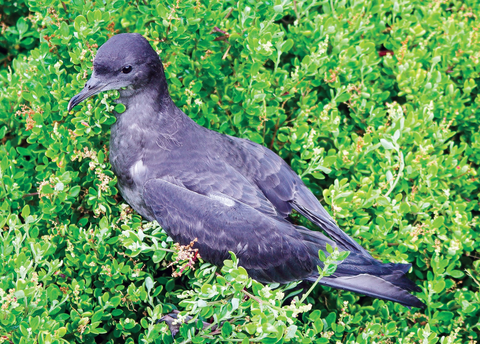 Shearwater mystery solved