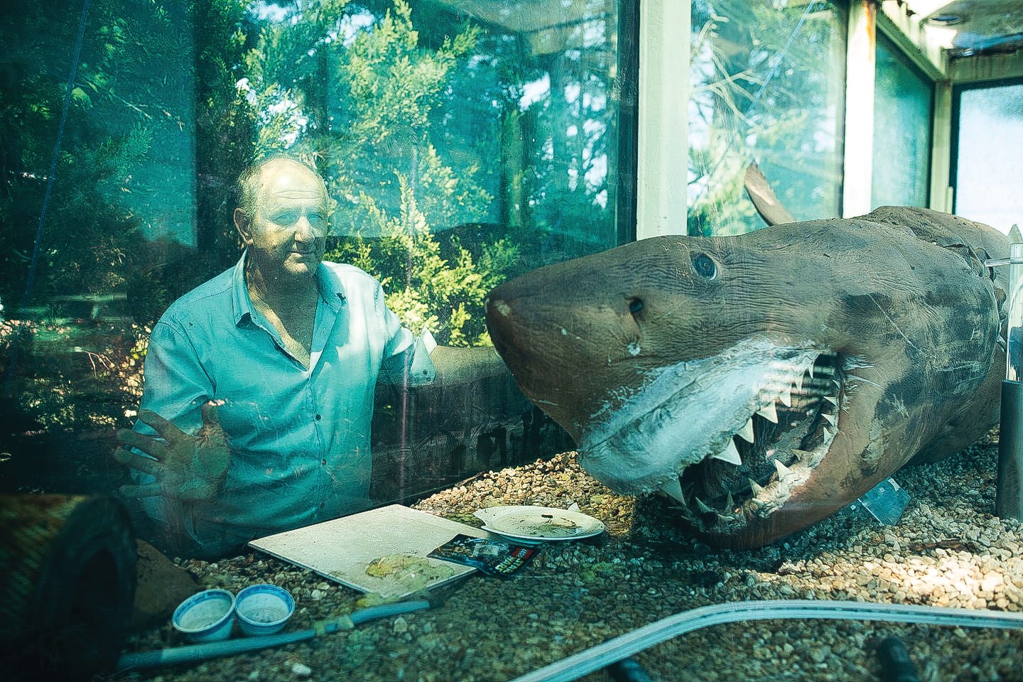 Tom goes into battle for Rosie the Shark