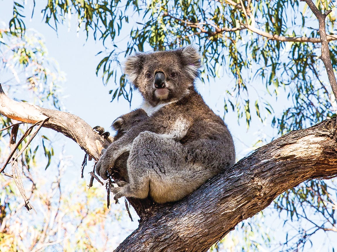 Koala numbers continued decline