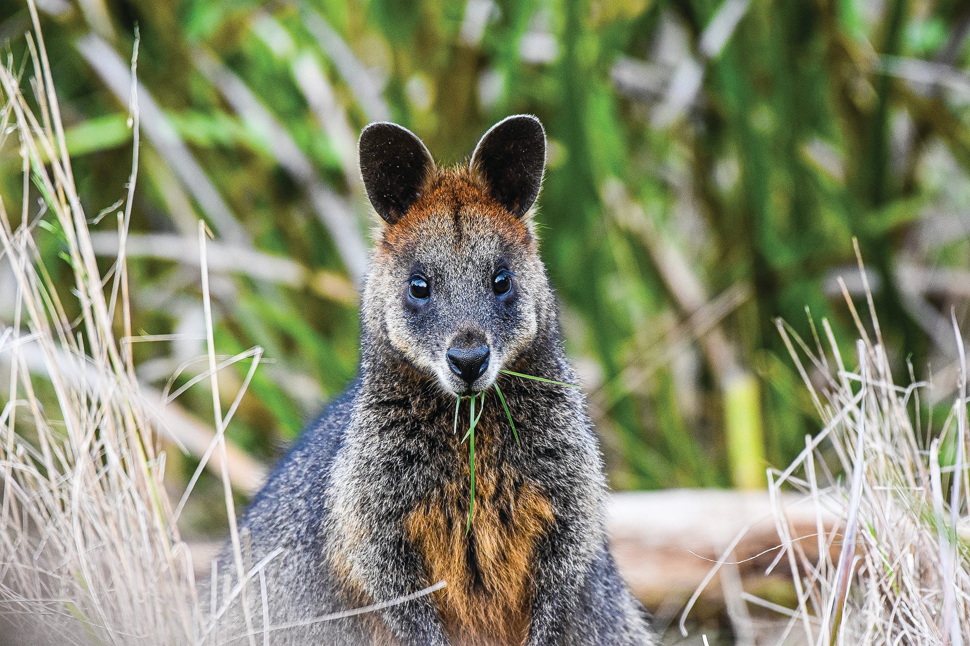 Wildlife vet solution, but more help still needed