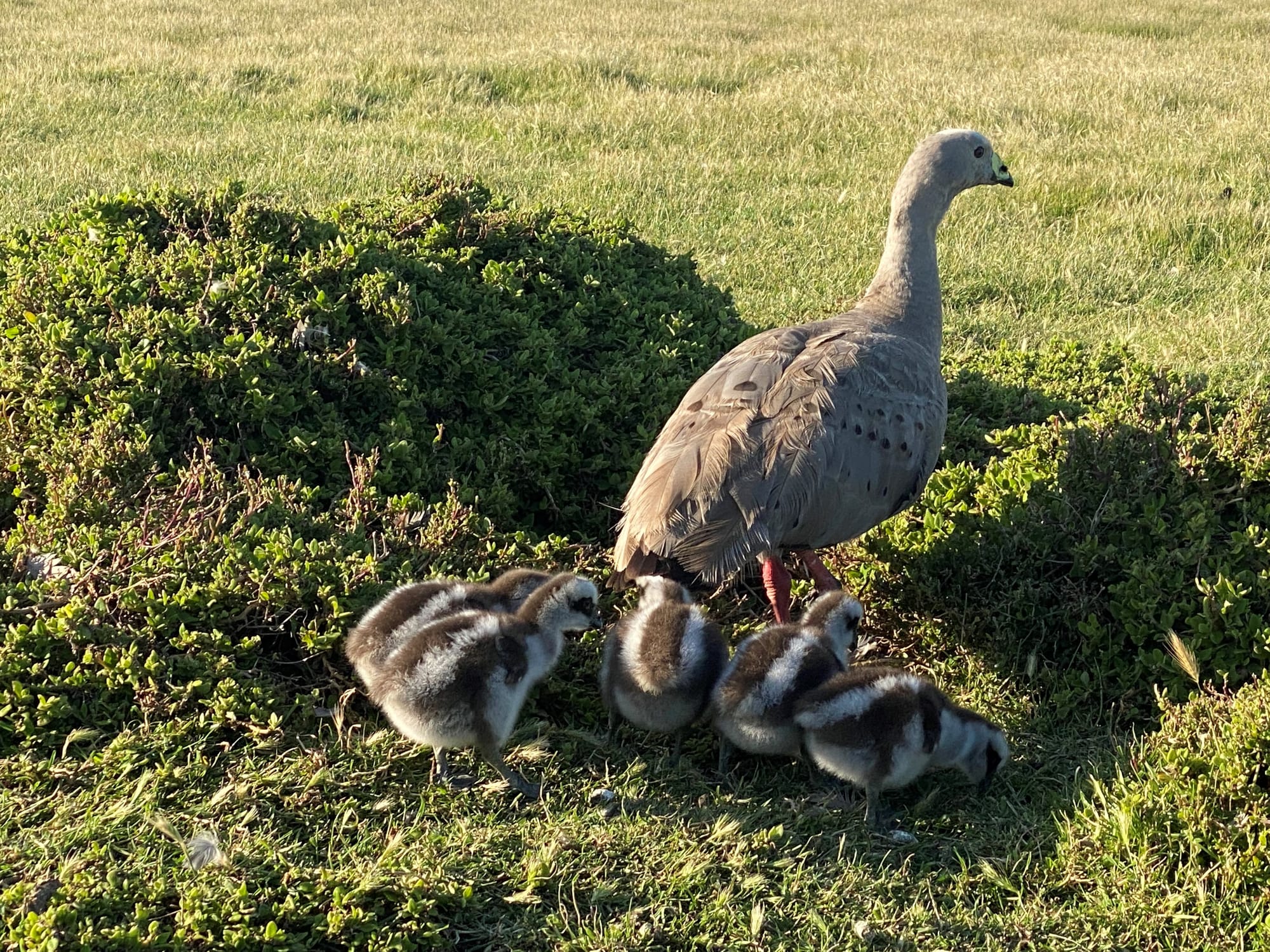 Wildlife plan slow progress