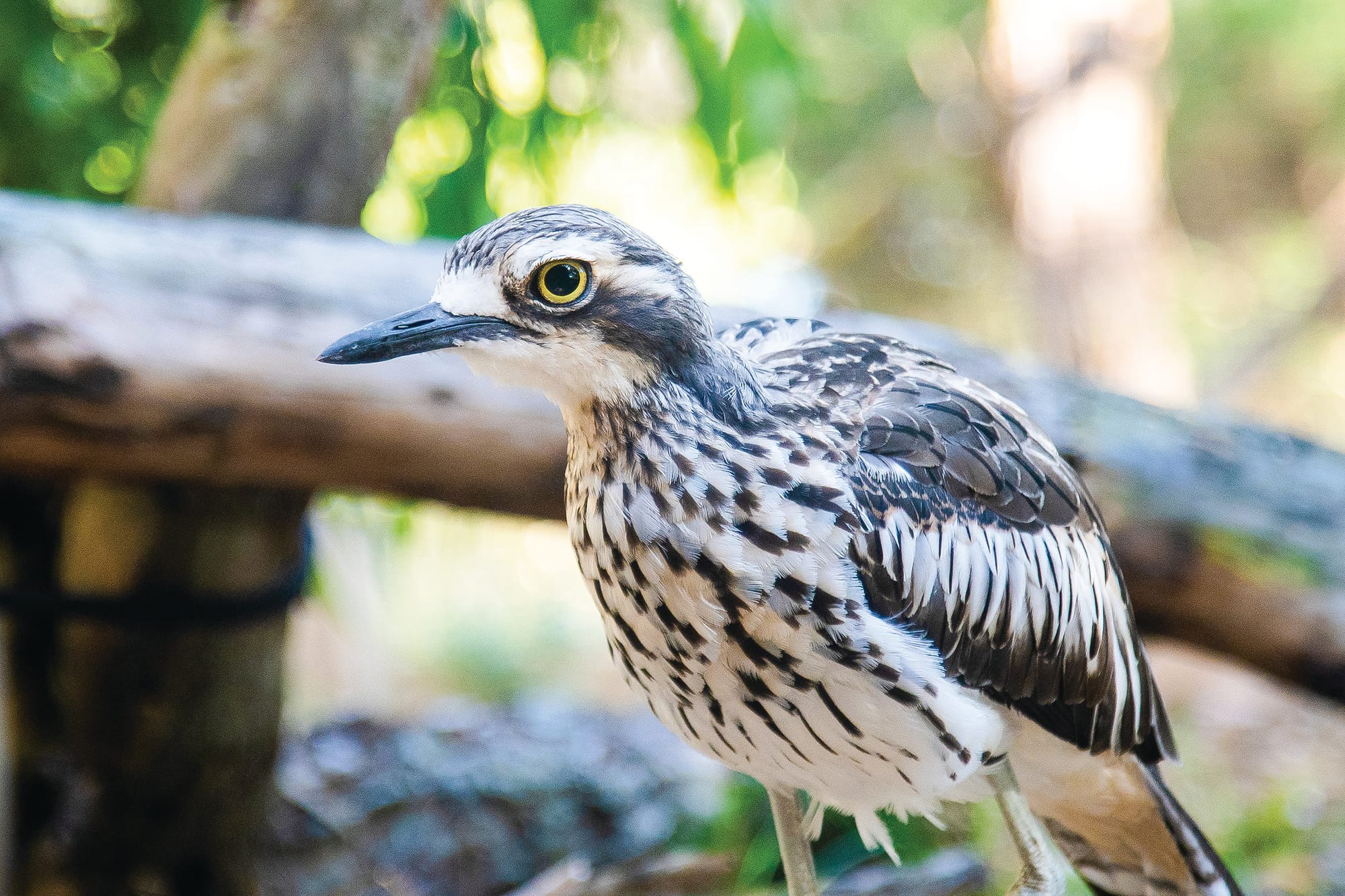 Community Information Session - Bush stone-curlews