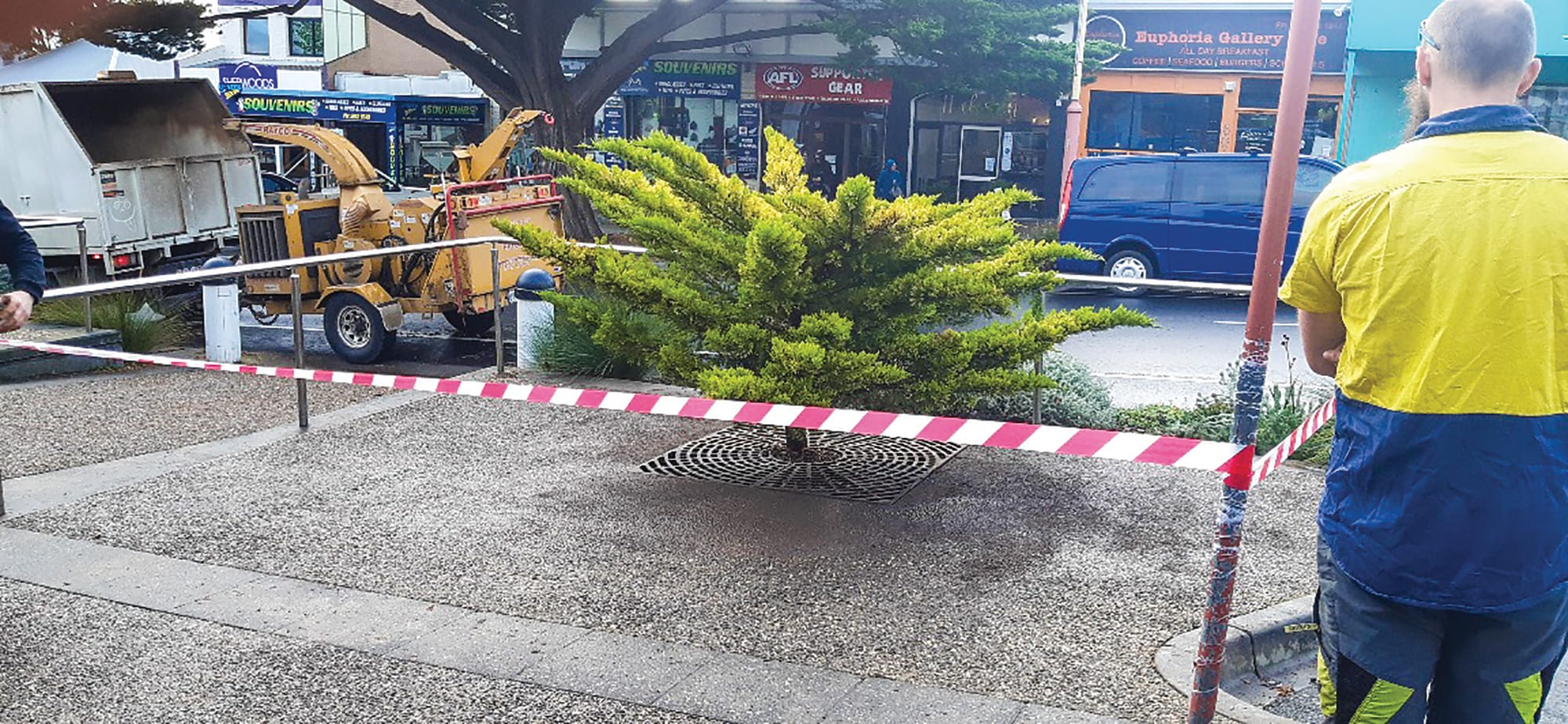 Golden Cypress watch