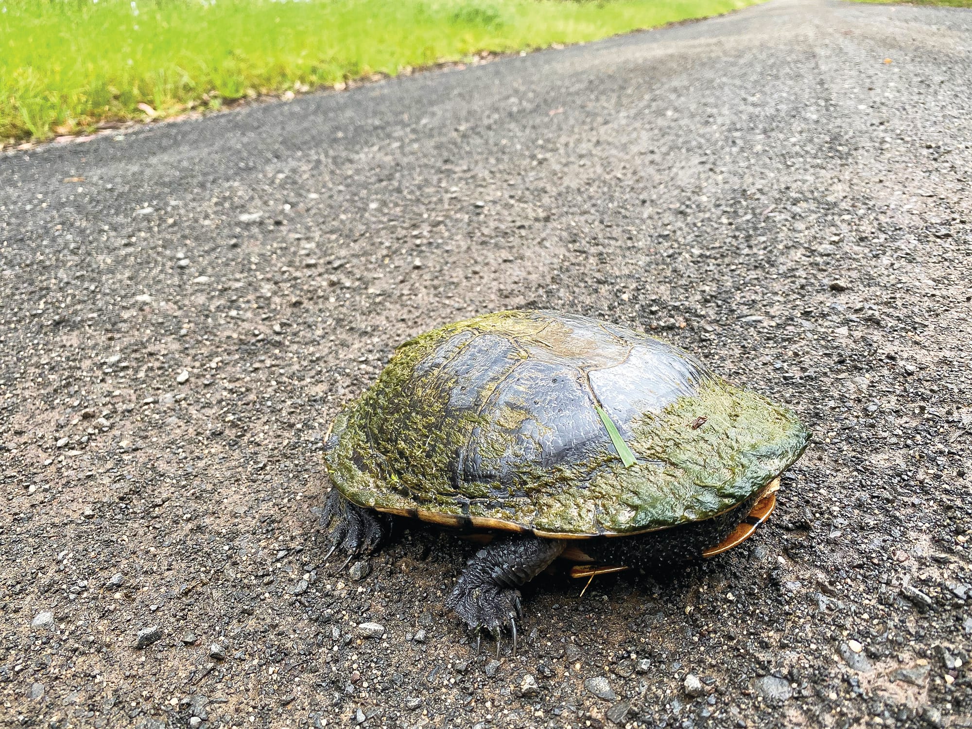 “Sick in the head”: spate of wildlife cruelty