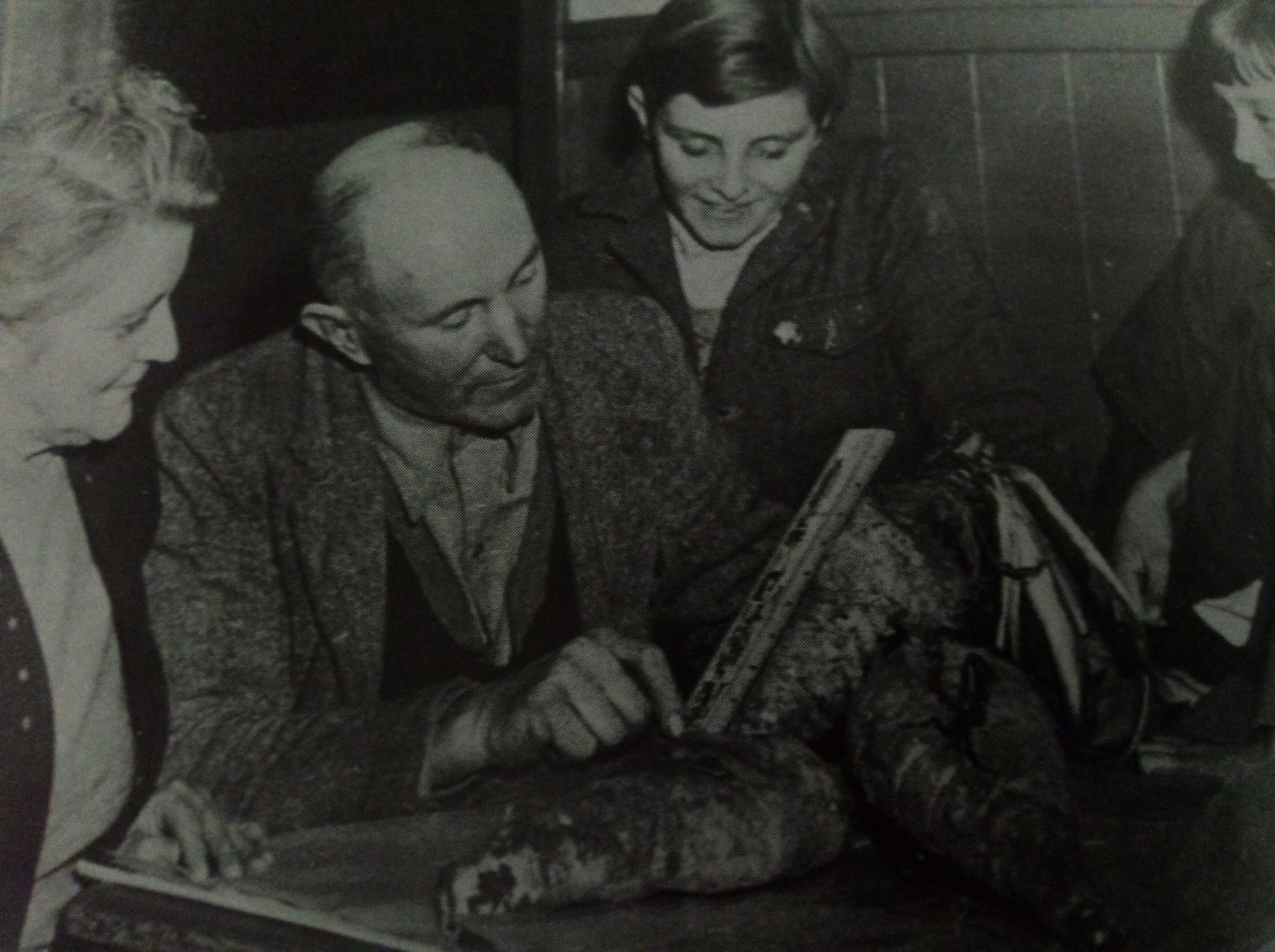 Chicory growing at Ventnor