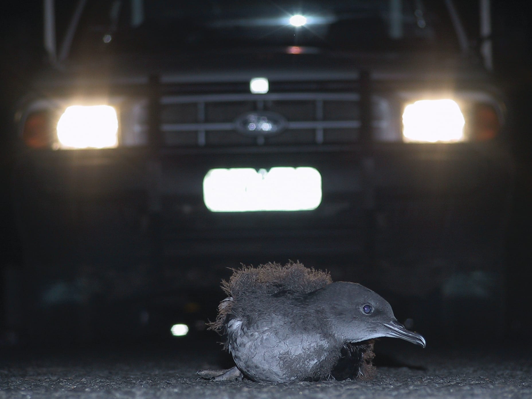 Island community urged to ‘turn off for take off’ to protect Shearwater chicks
