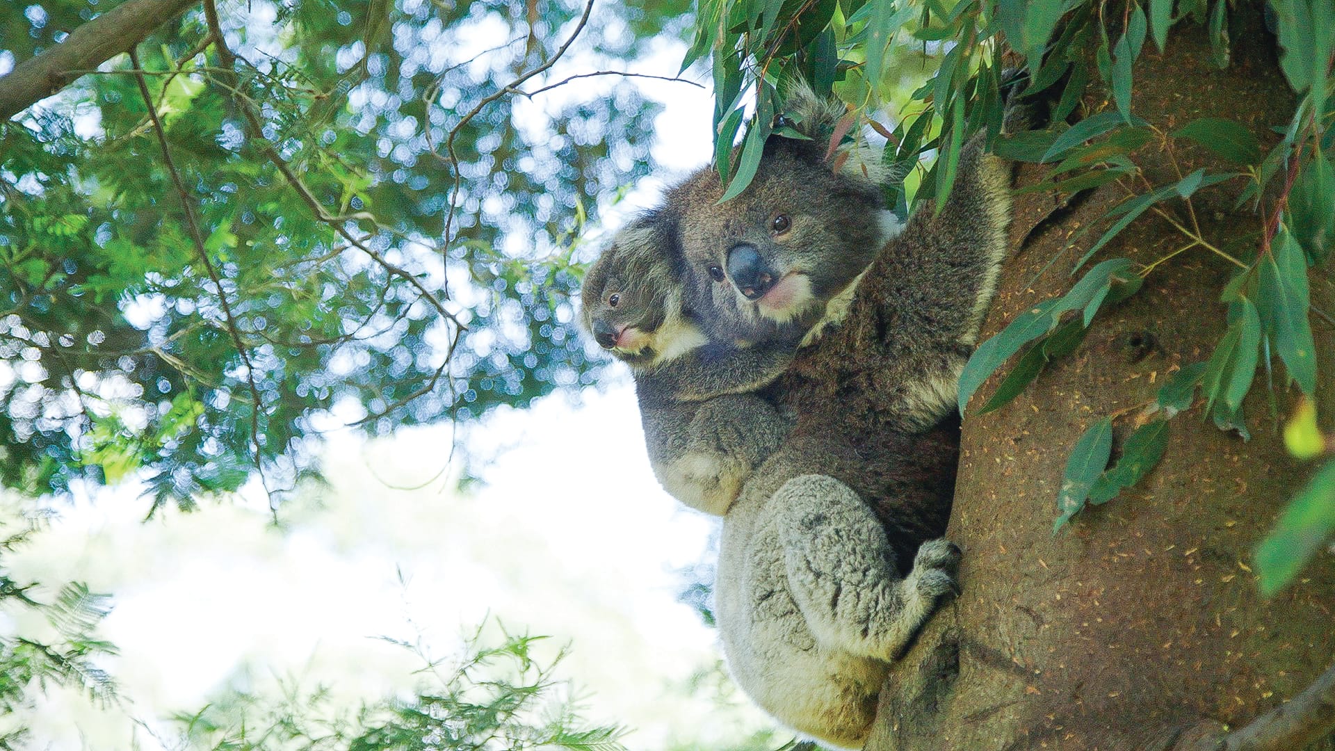 Fundraiser to help save native species