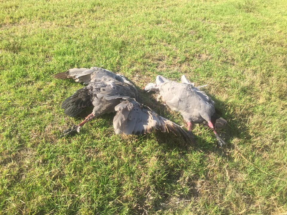 Environment outlook: No more growth