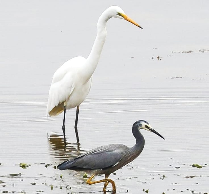 A birding outing for children on Phillip Island