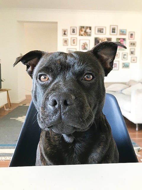 Pet Pics - Photo Gallery