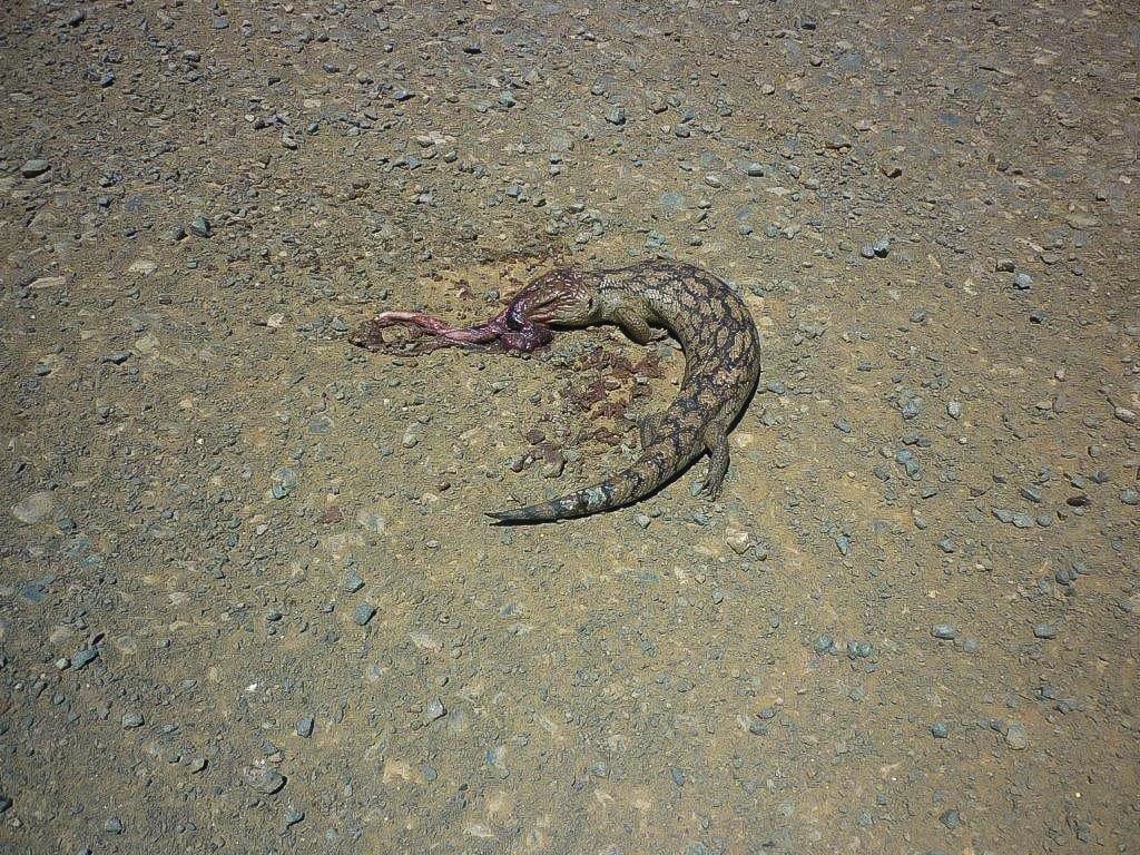 Wildlife risk with Surf Beach speed