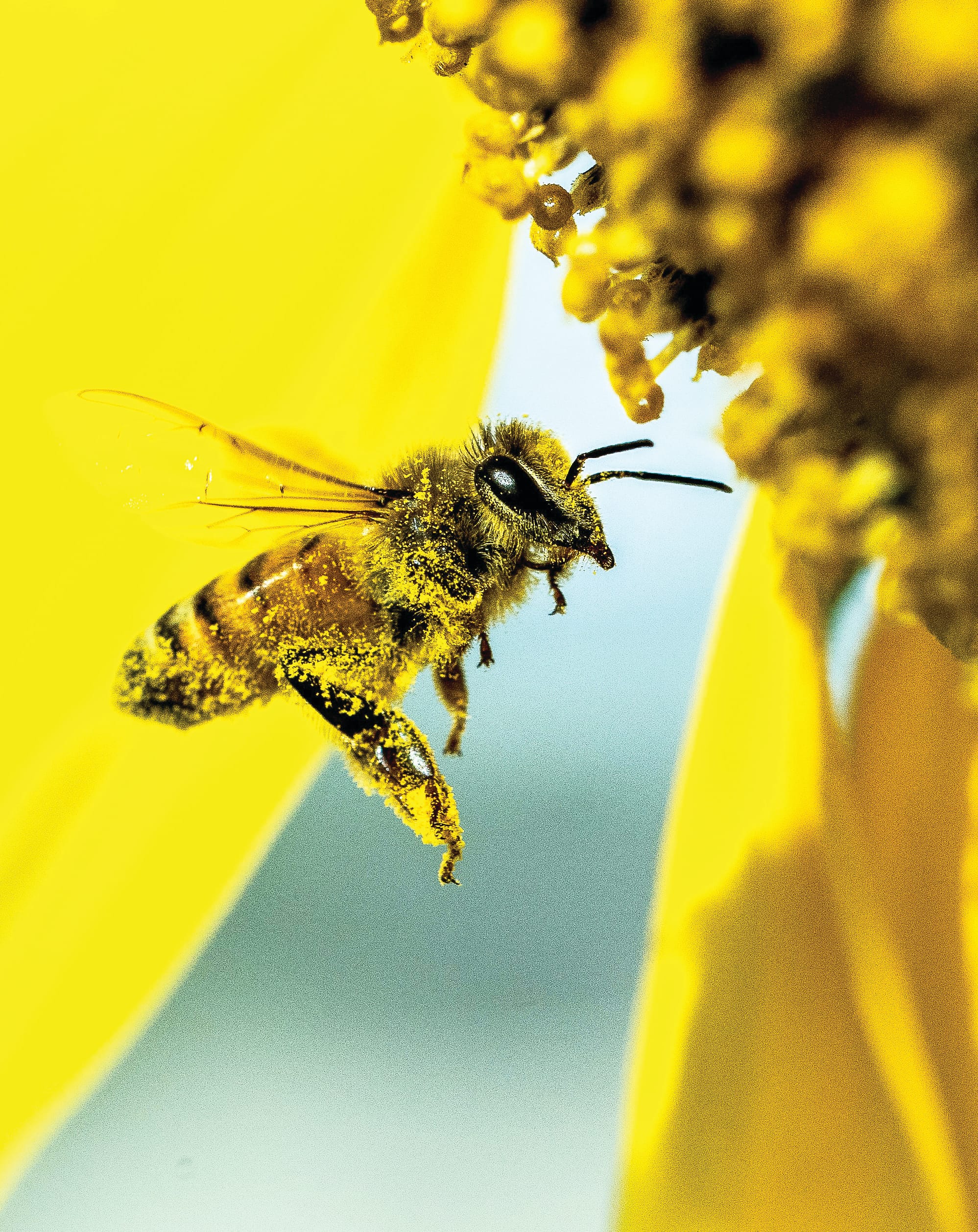 Let’s bee friendly!