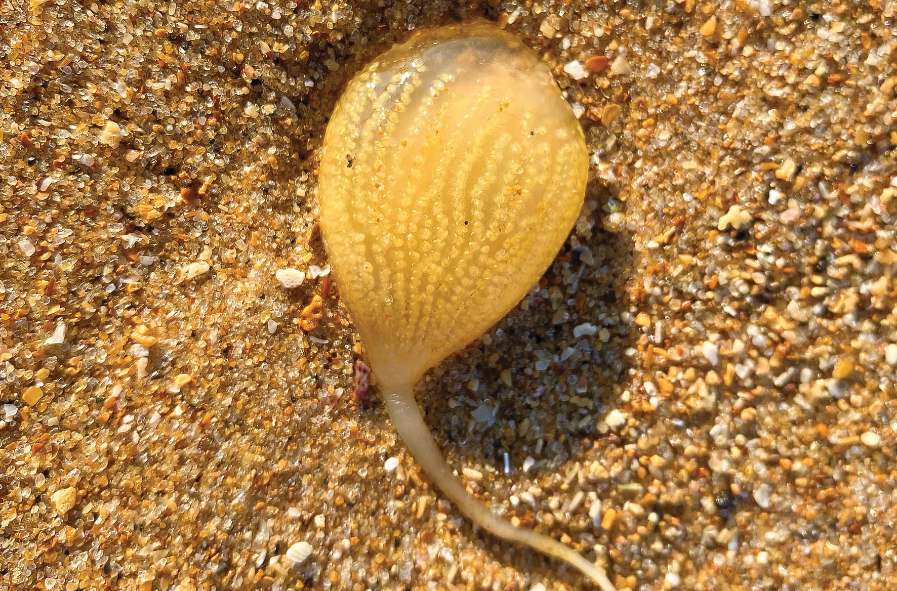 Do you know what this is? One of our distant cousins