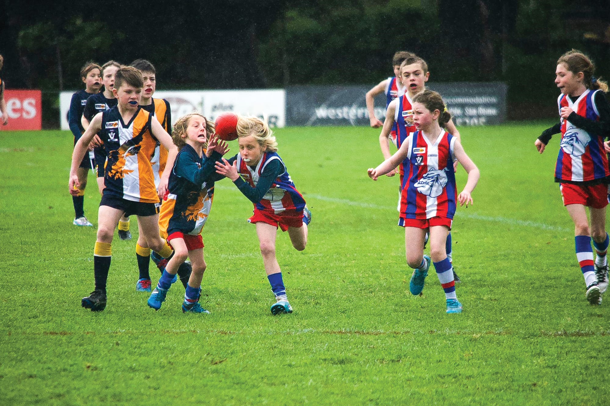 Big week on the field for junior Dogs - U10 Blue