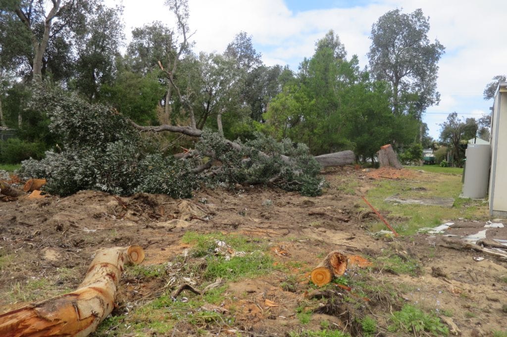 Trees to be protected from urban development