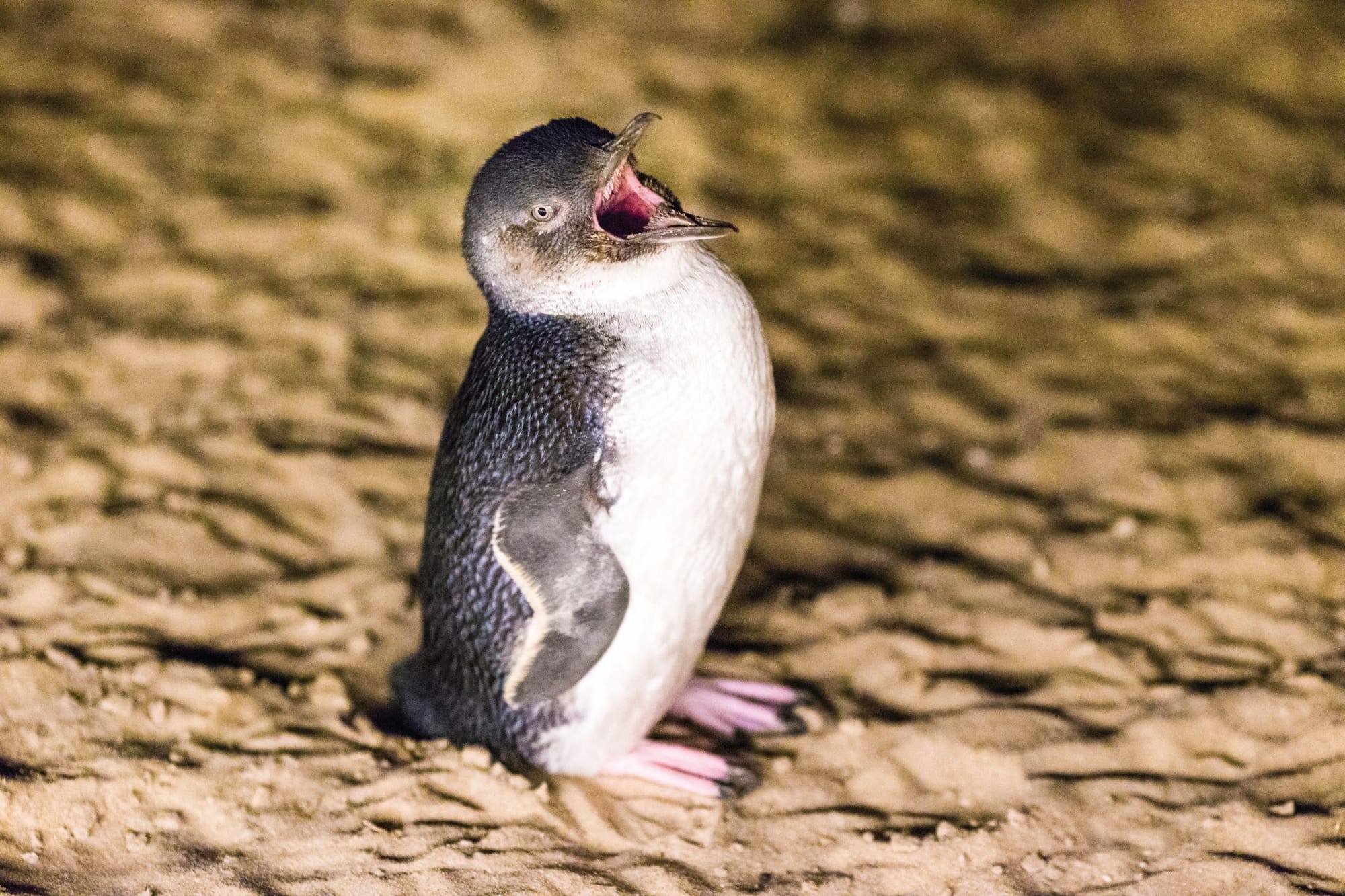 New York rates our “iconic” Penguin Parade