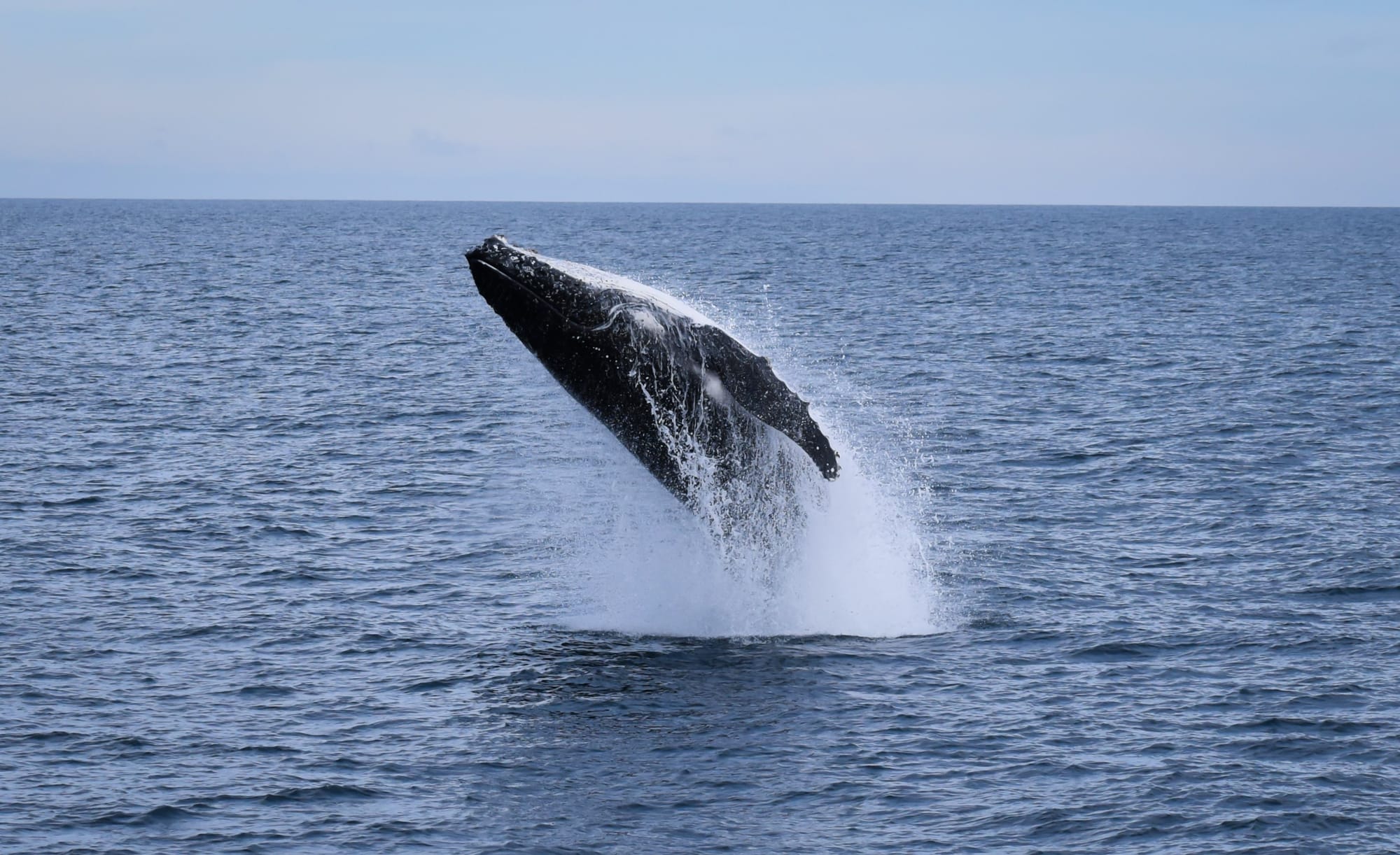 Humpbacks on show
