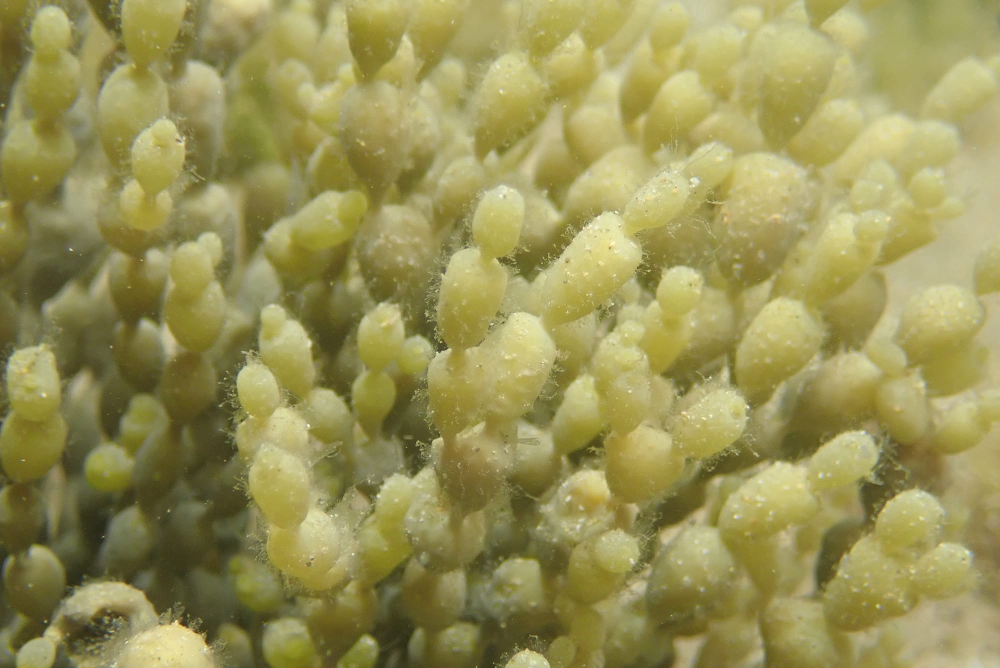 A Marine Mili series: Necklaces for the sea creatures