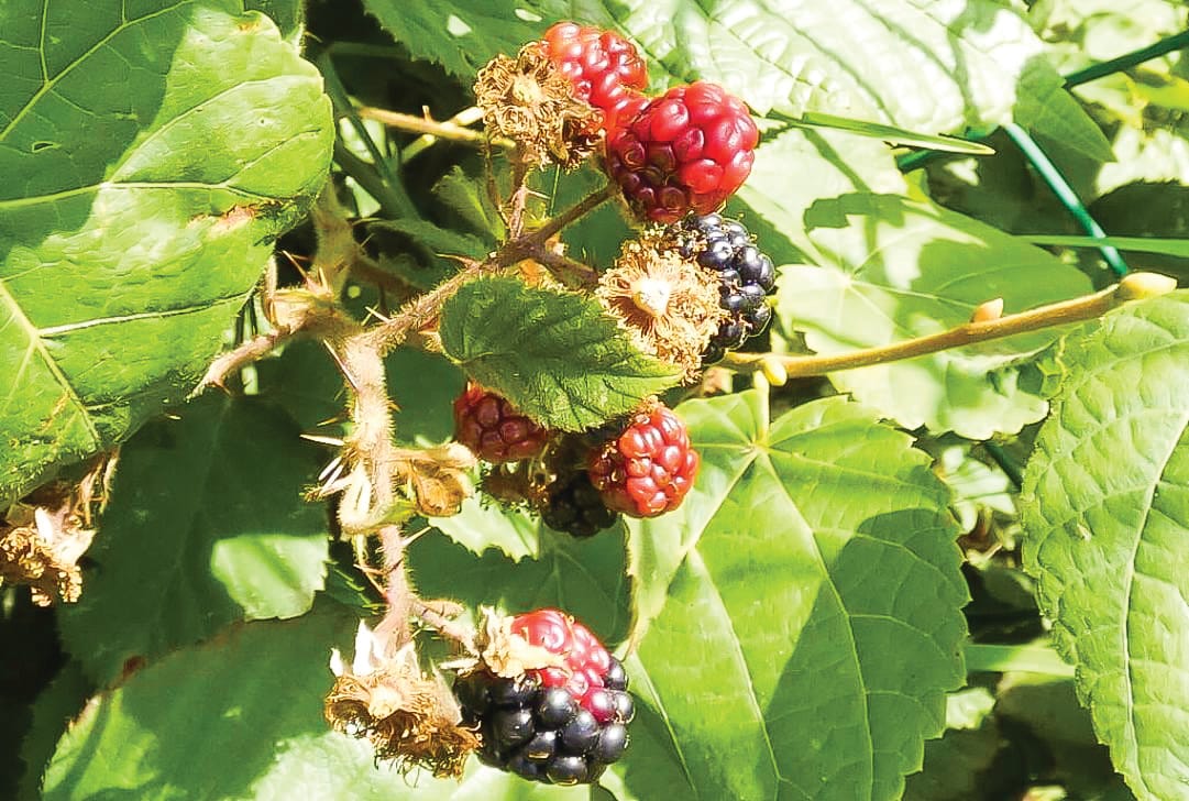 Weeding out the pests