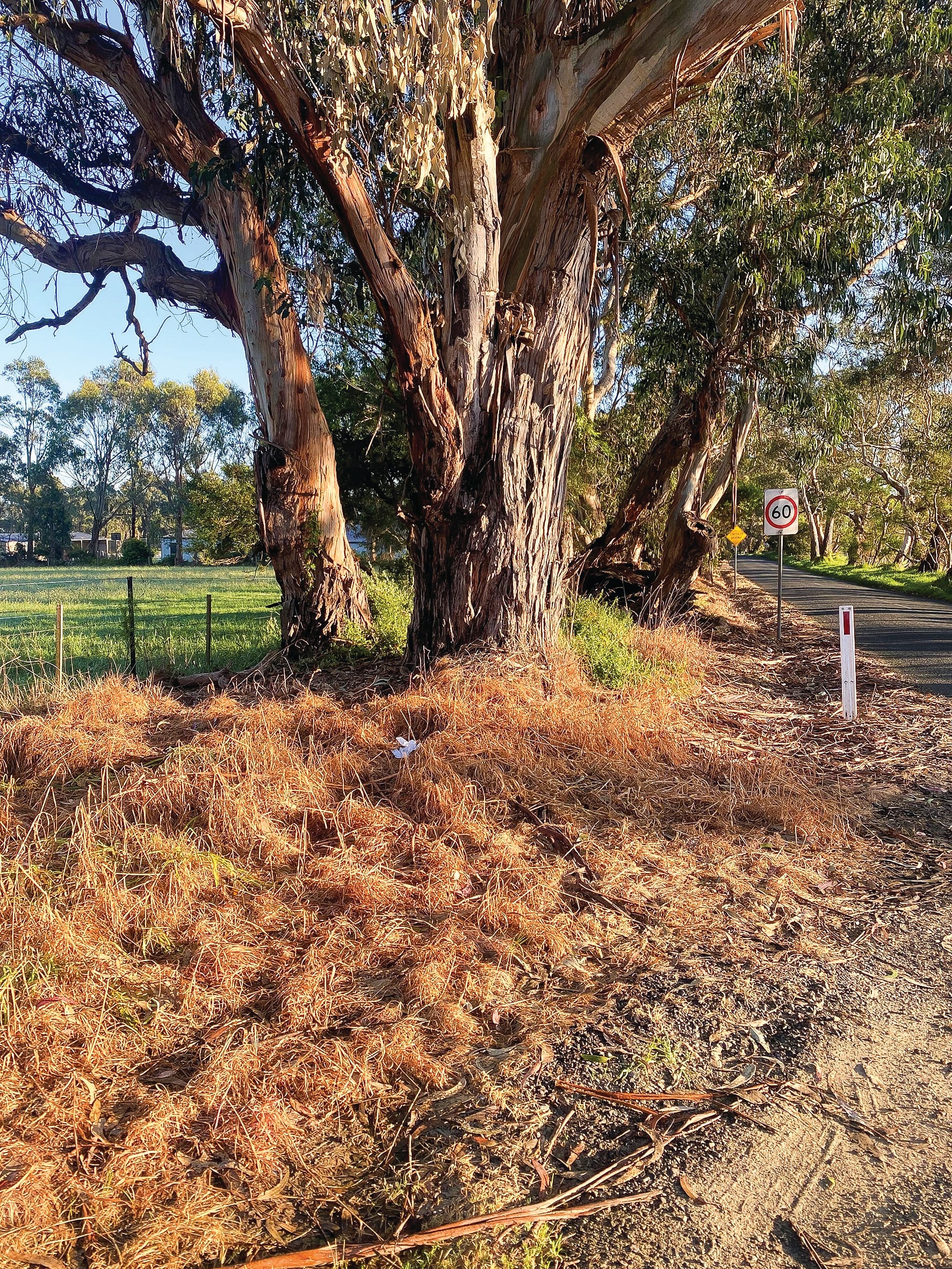 Overkill on the weed kill