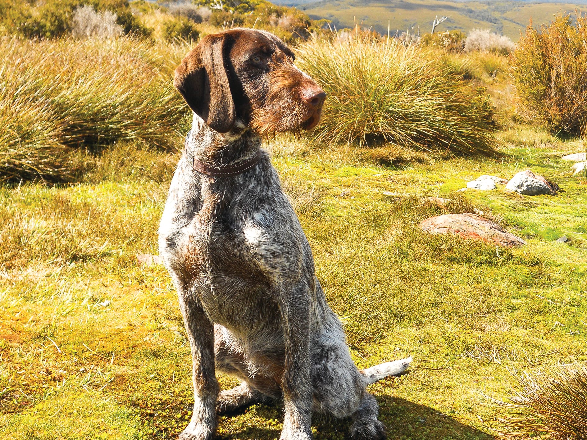 Farewell to a lady – of the canine kind