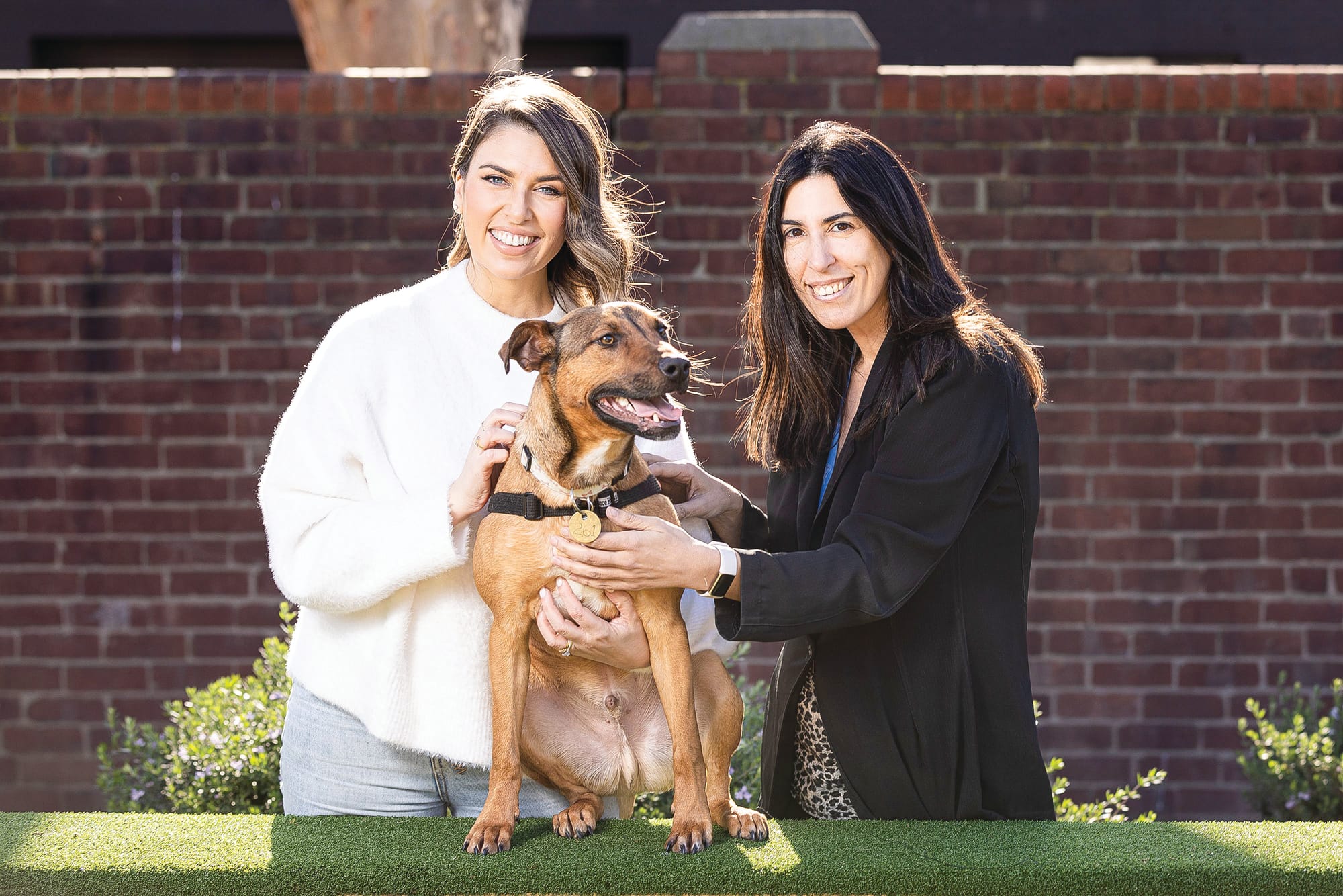 Urgent call for homes as capacity hits The Lost Dogs’ Home