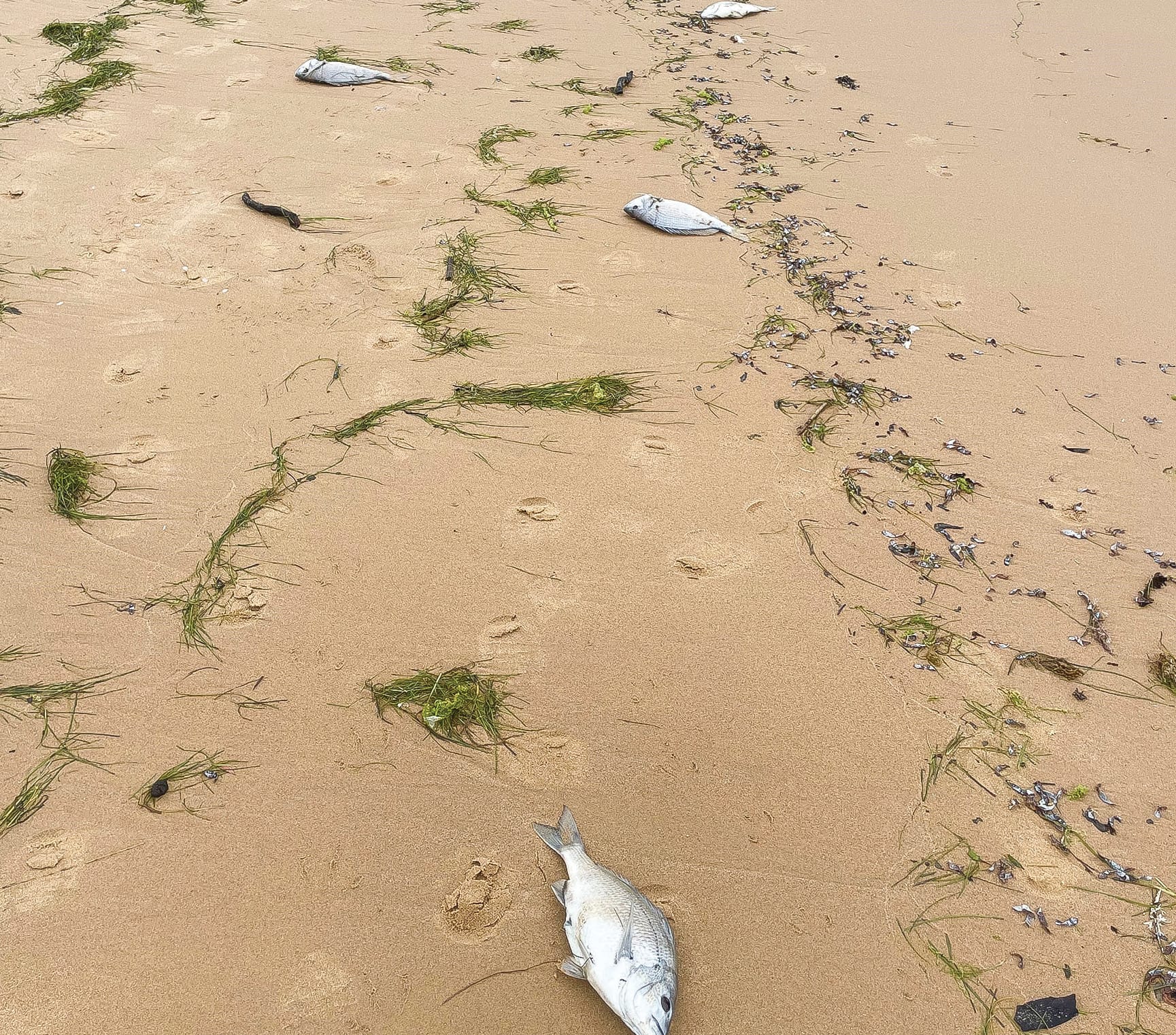 Residents alarmed over dead fish