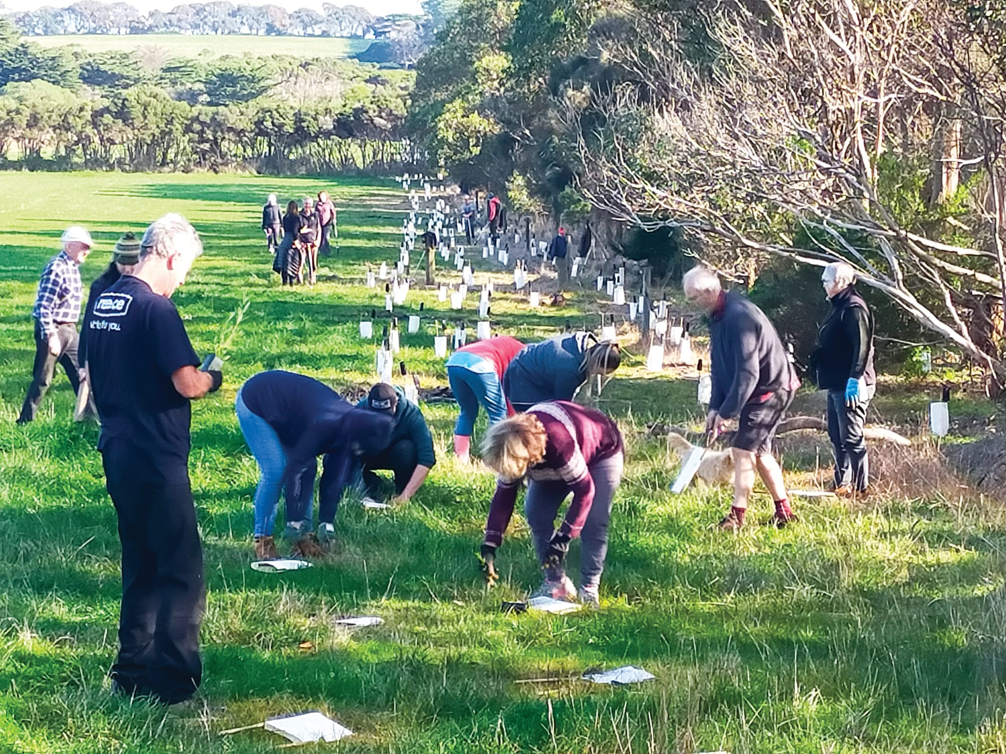 National Tree Day planting